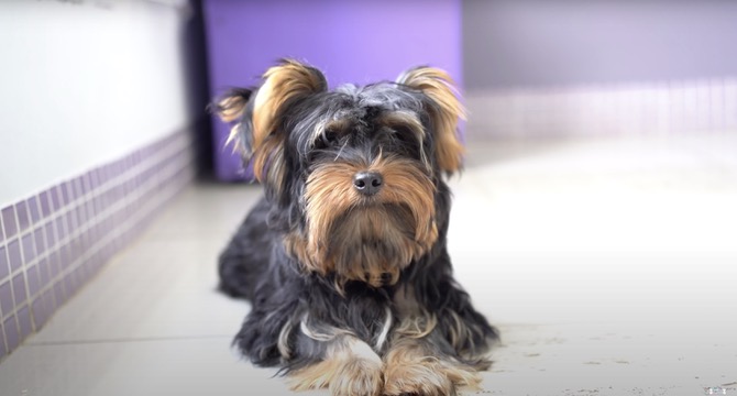 Hannah: A Yorkie’s Heartwarming Journey